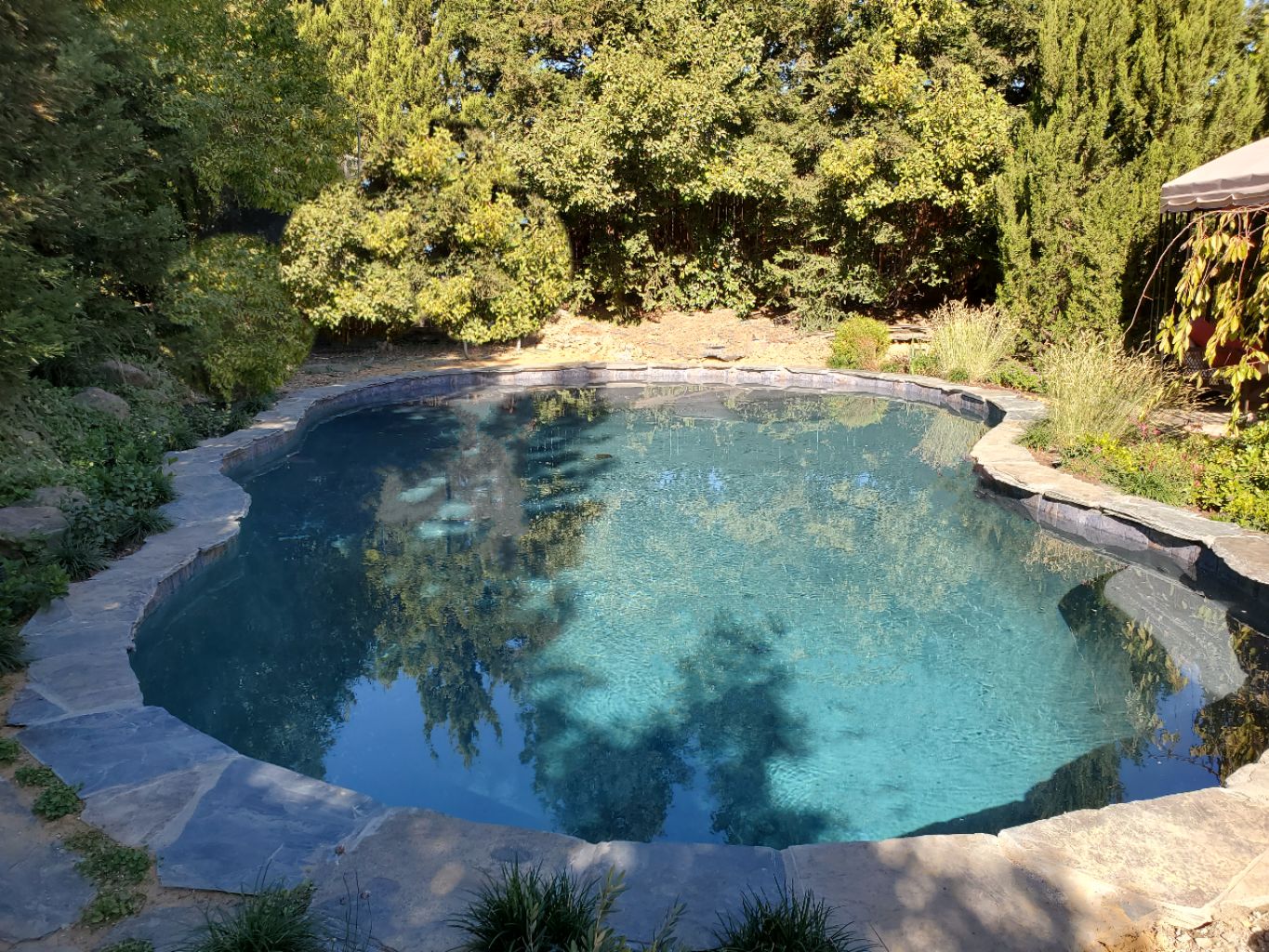 Freeform shaped pool with flagstone coping.